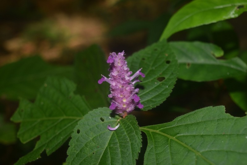 Achyrospermum densiflorum photo 6