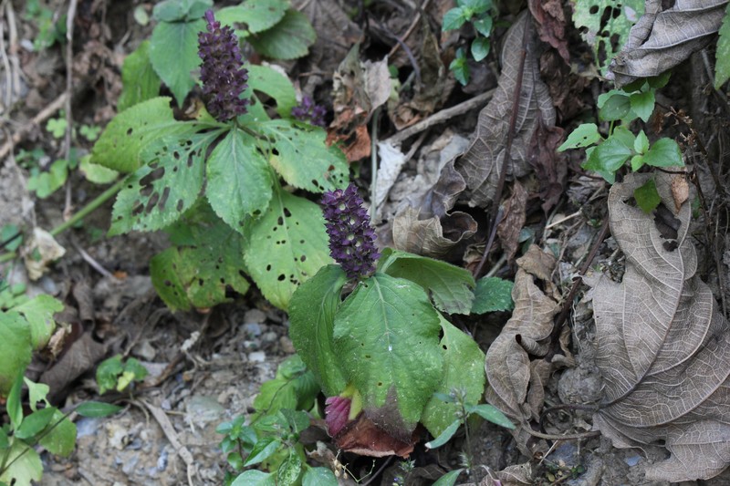 Achyrospermum densiflorum photo 8