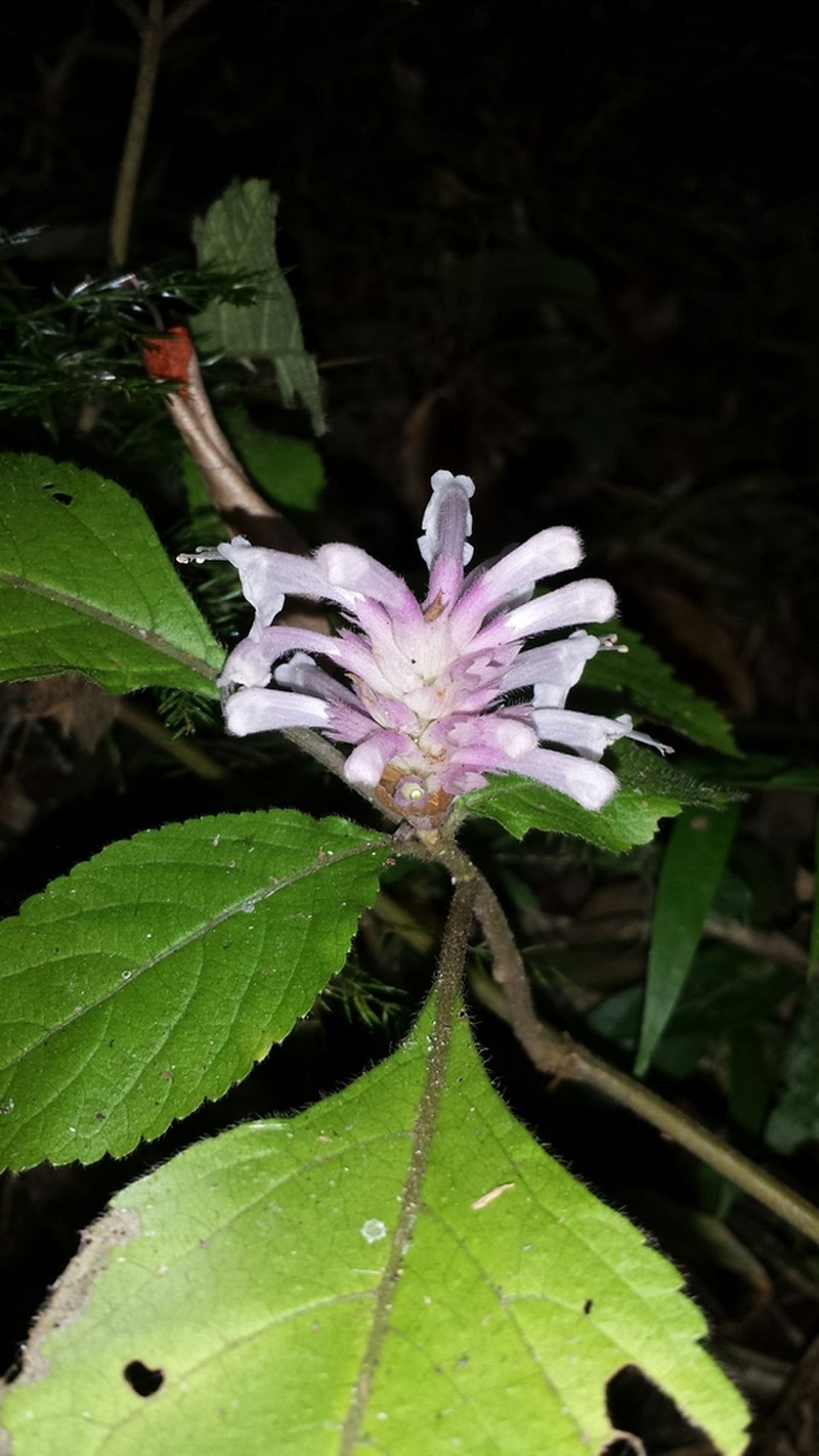 Achyrospermum fruticosum