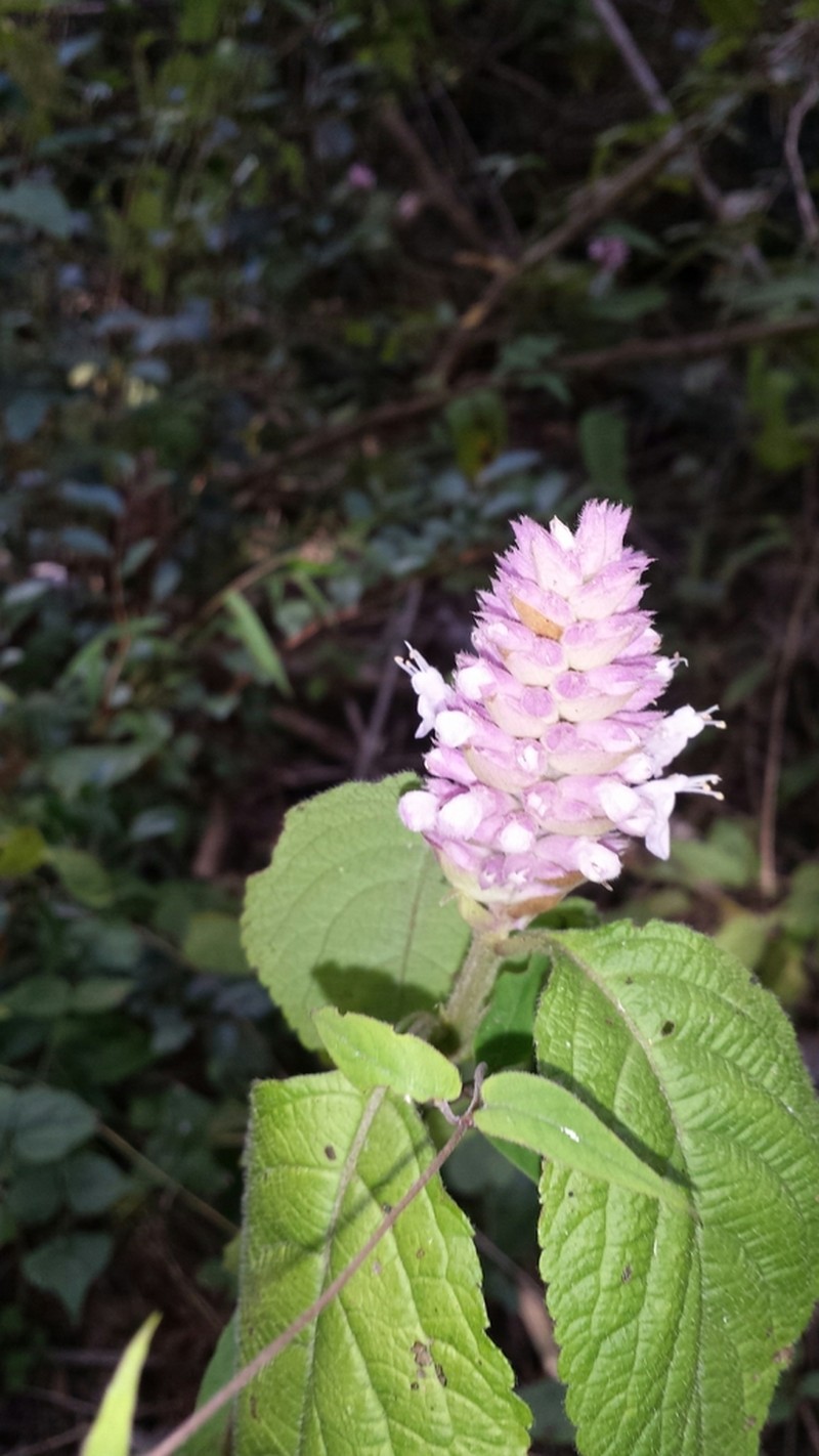 Achyrospermum fruticosum photo 2