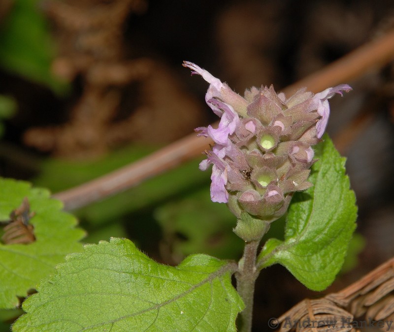 Achyrospermum fruticosum photo 3