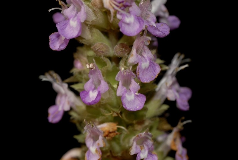 Achyrospermum fruticosum photo 4