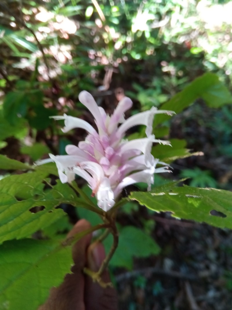 Achyrospermum fruticosum photo 5