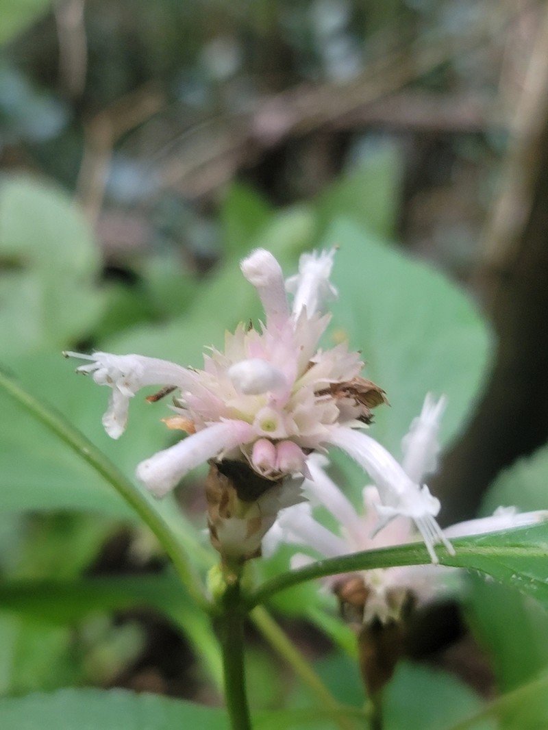 Achyrospermum fruticosum photo 6