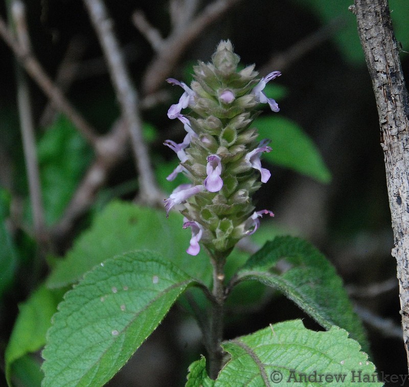 Achyrospermum fruticosum photo 7