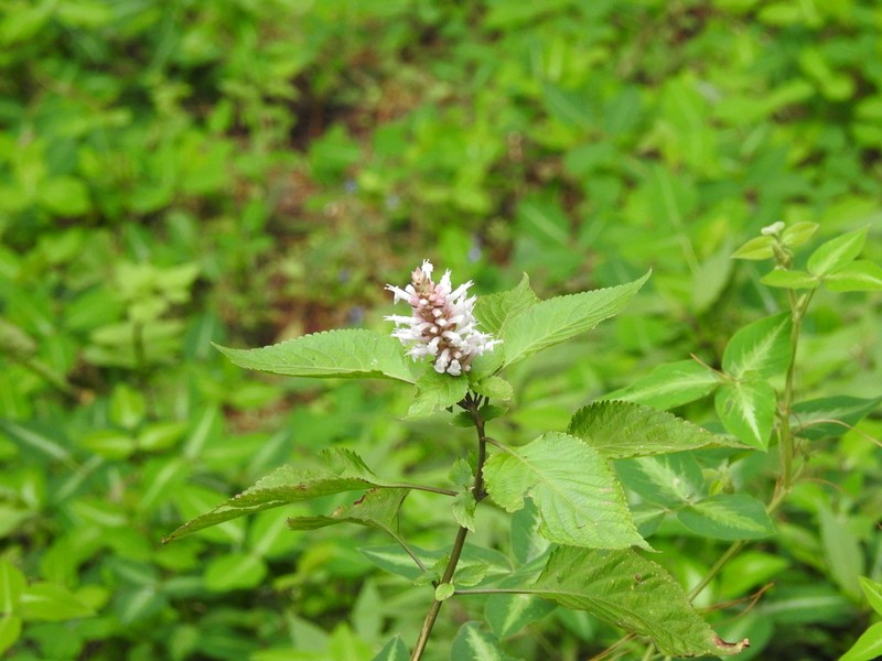 Achyrospermum fruticosum photo 8