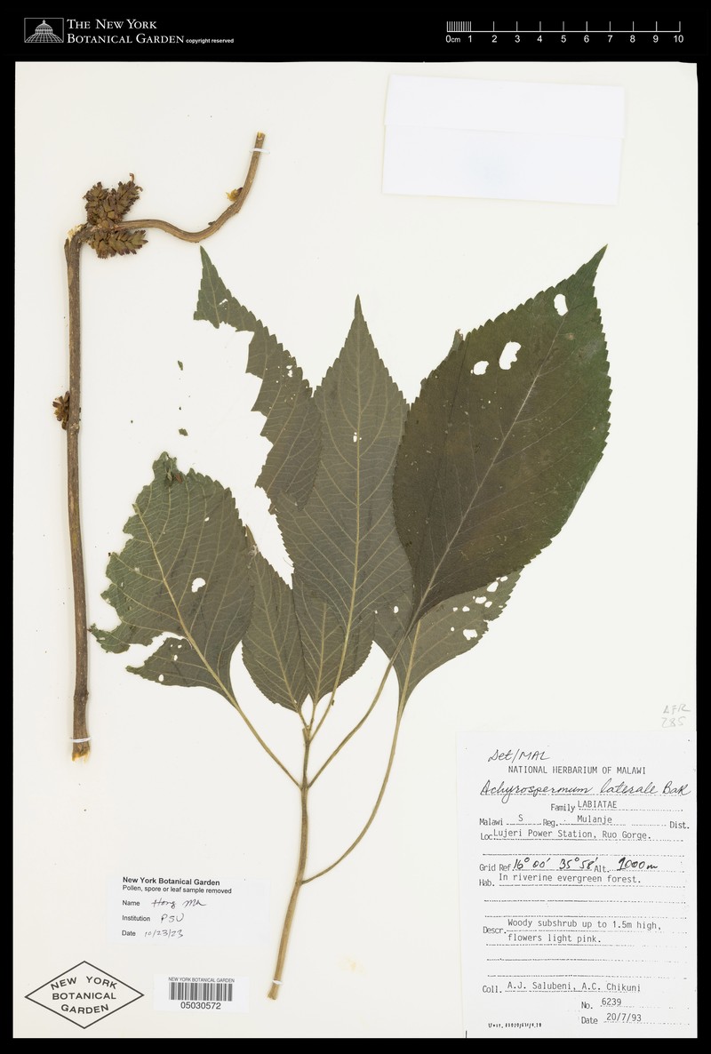 Achyrospermum laterale