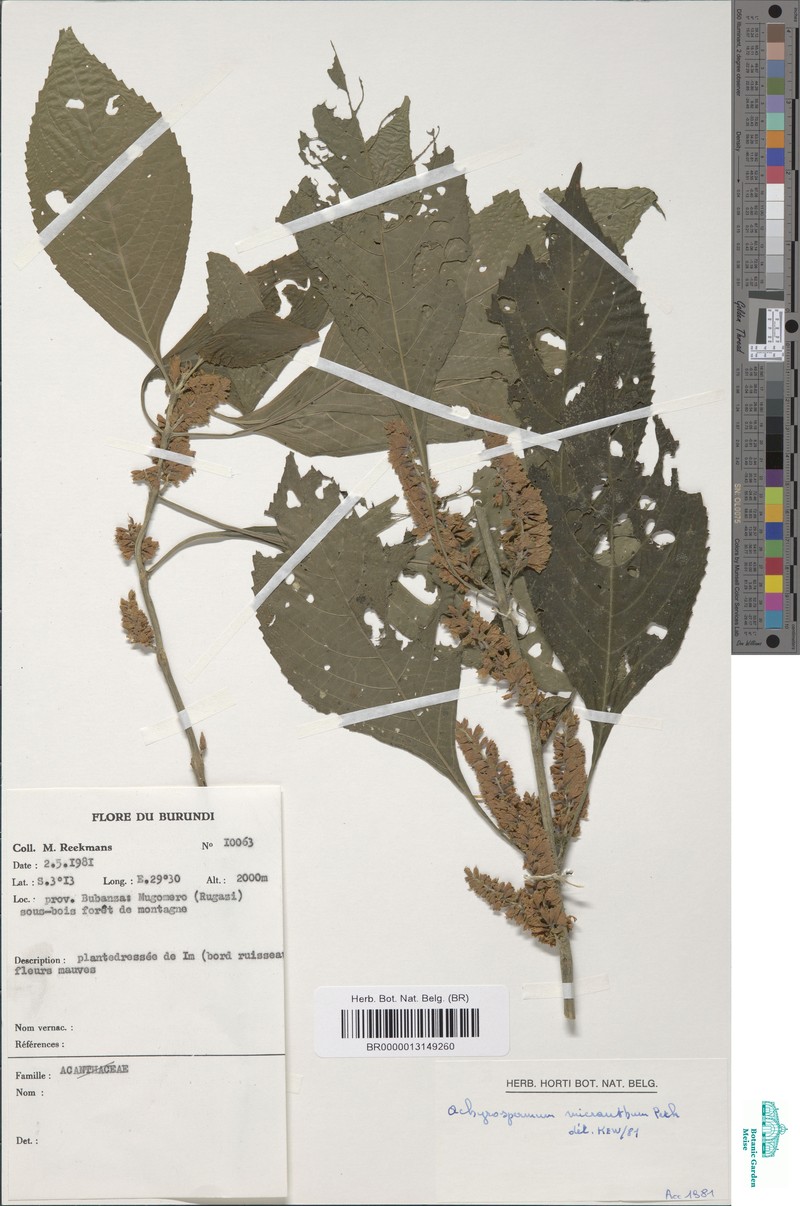 Achyrospermum micranthum