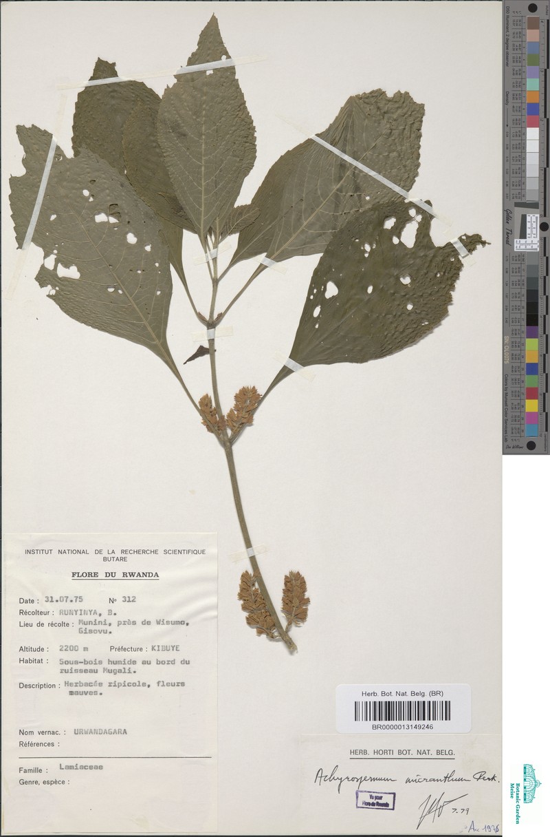 Achyrospermum micranthum photo 2