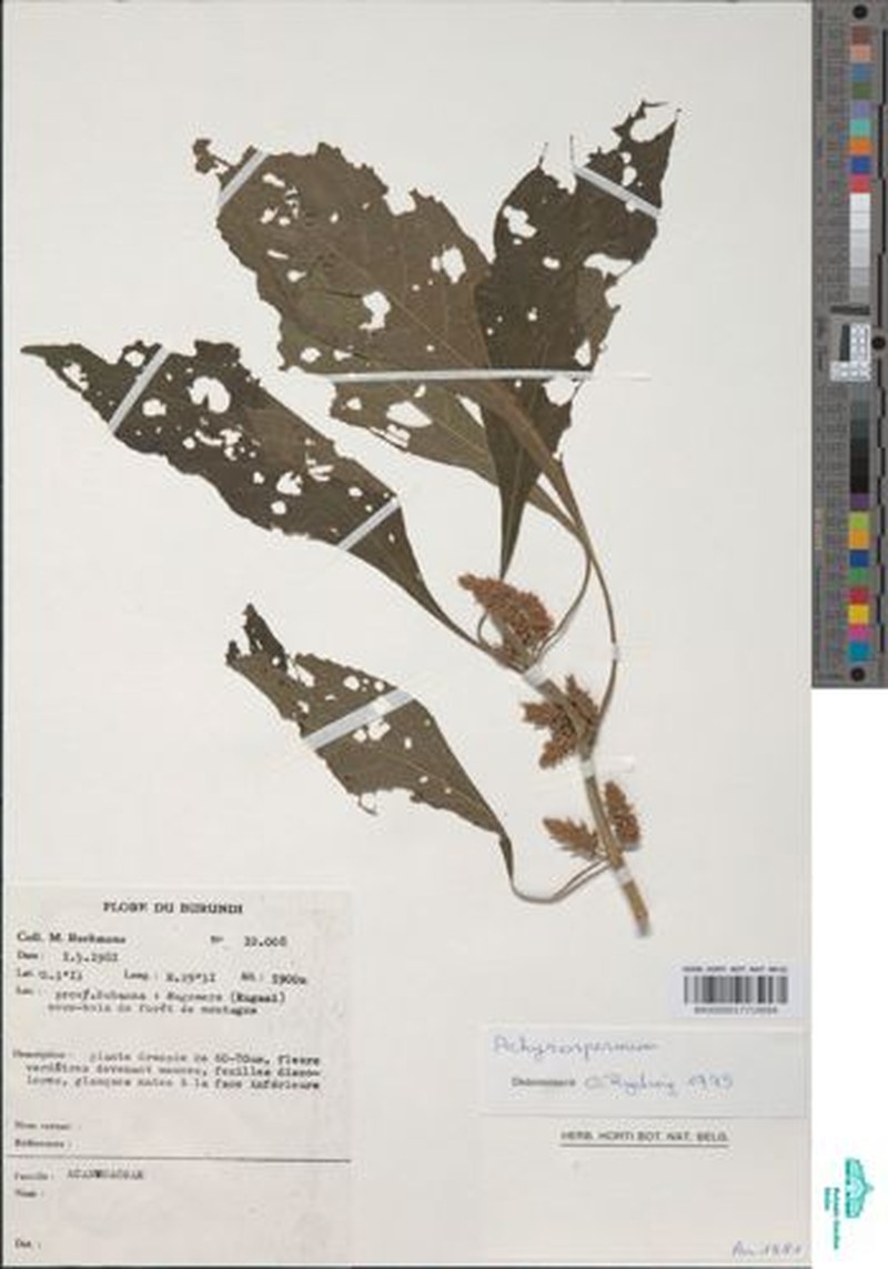 Achyrospermum micranthum photo 4