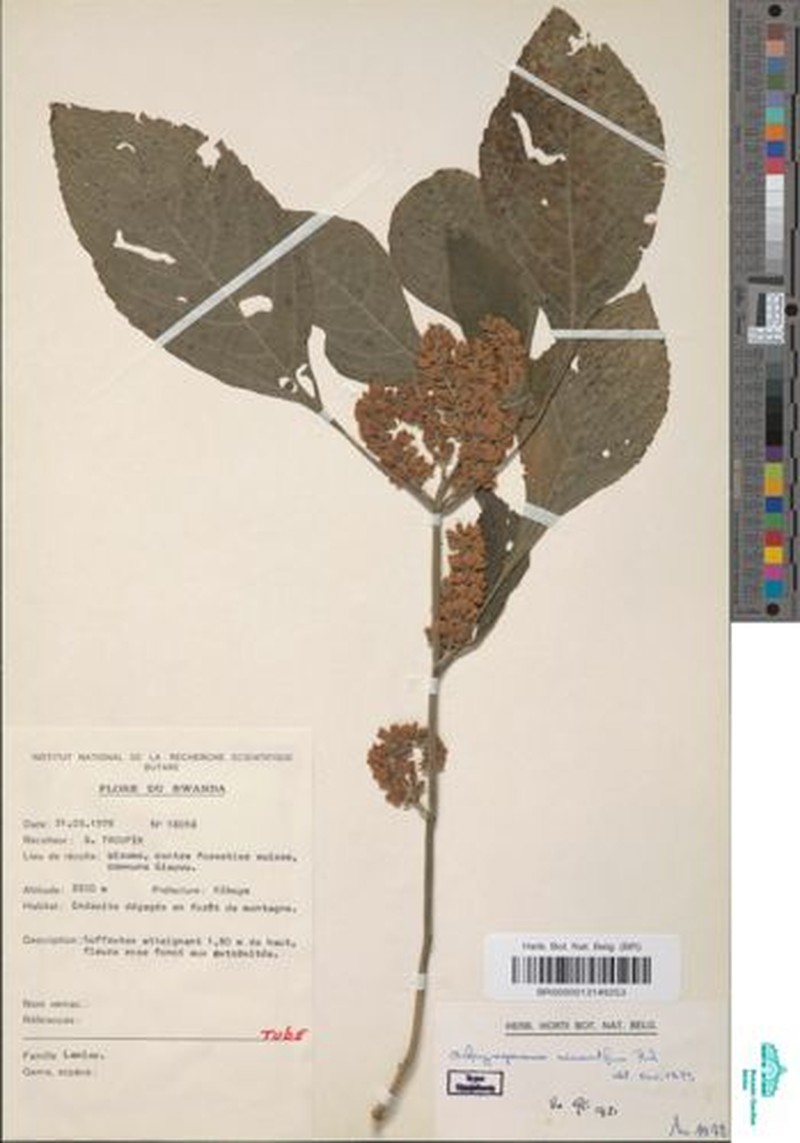 Achyrospermum micranthum photo 5