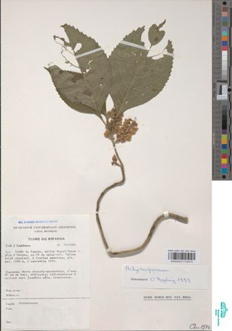Achyrospermum micranthum photo 6