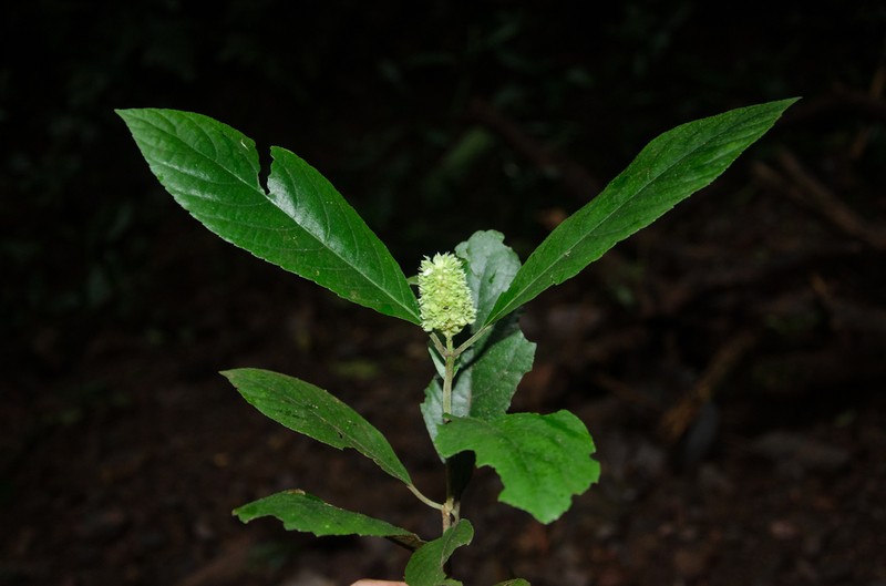 Achyrospermum oblongifolium