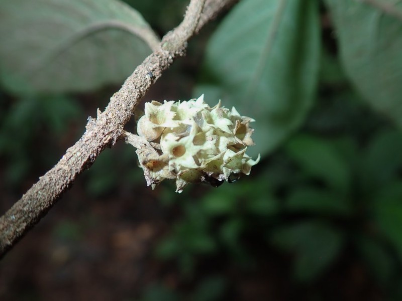 Achyrospermum oblongifolium photo 2