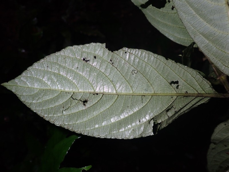 Achyrospermum oblongifolium photo 3
