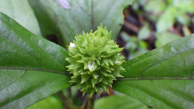 Achyrospermum oblongifolium photo 4