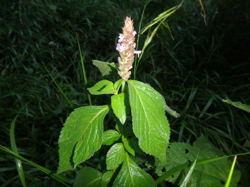 Achyrospermum parviflorum