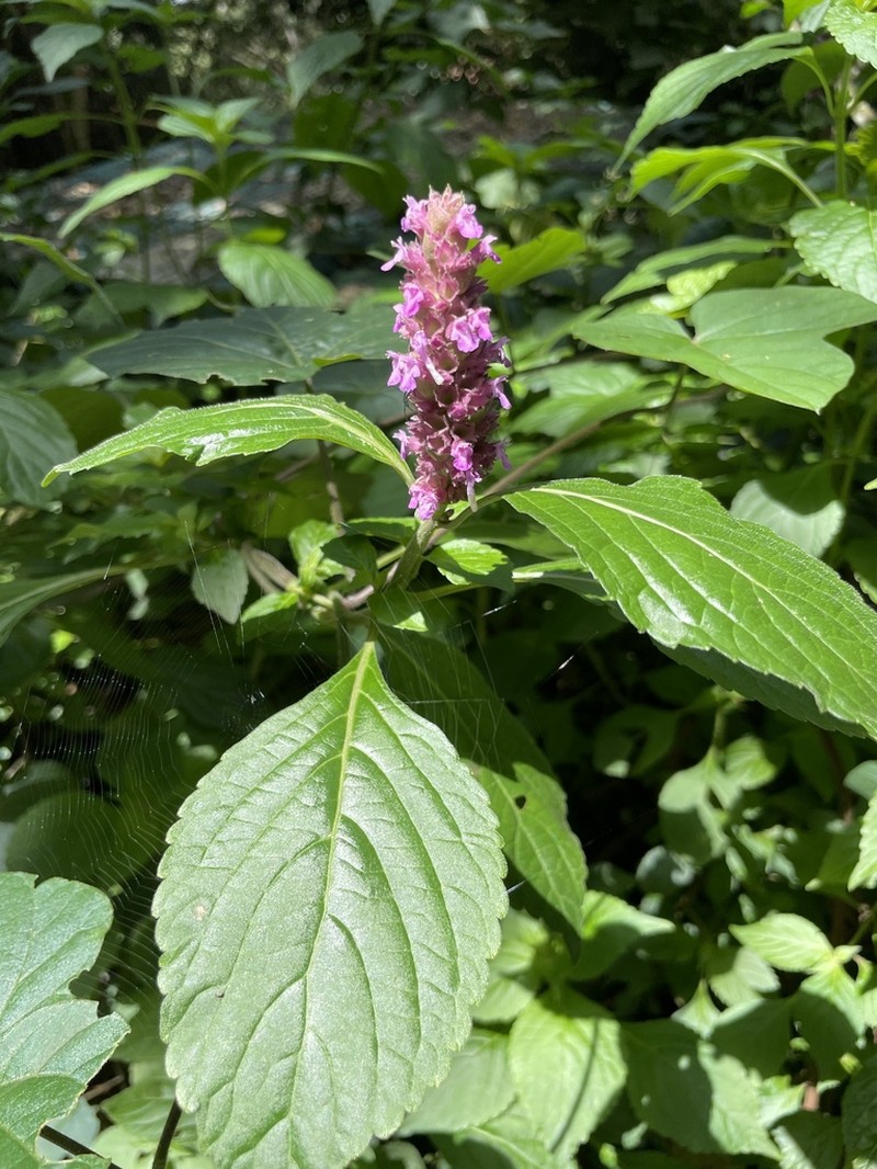 Achyrospermum parviflorum photo 2