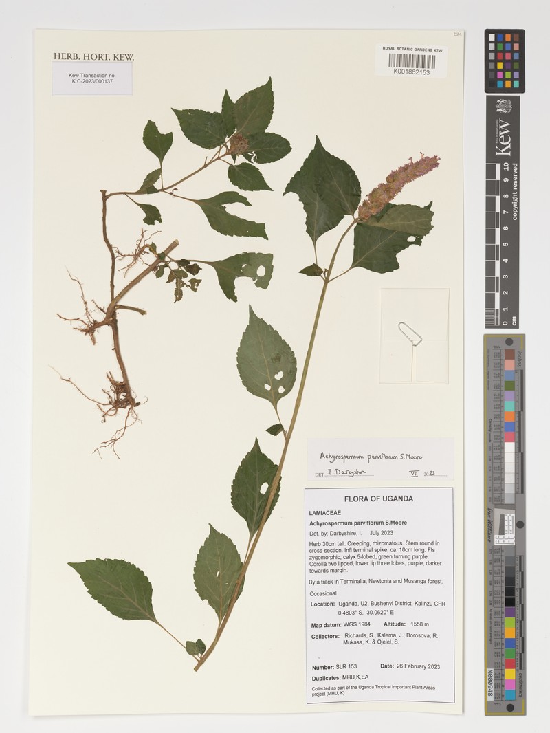 Achyrospermum parviflorum photo 4