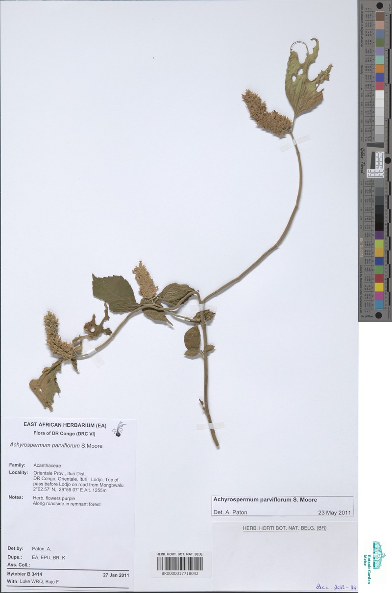 Achyrospermum parviflorum photo 5