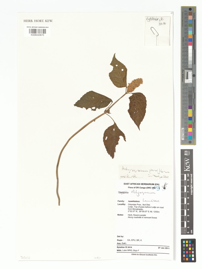 Achyrospermum parviflorum photo 6