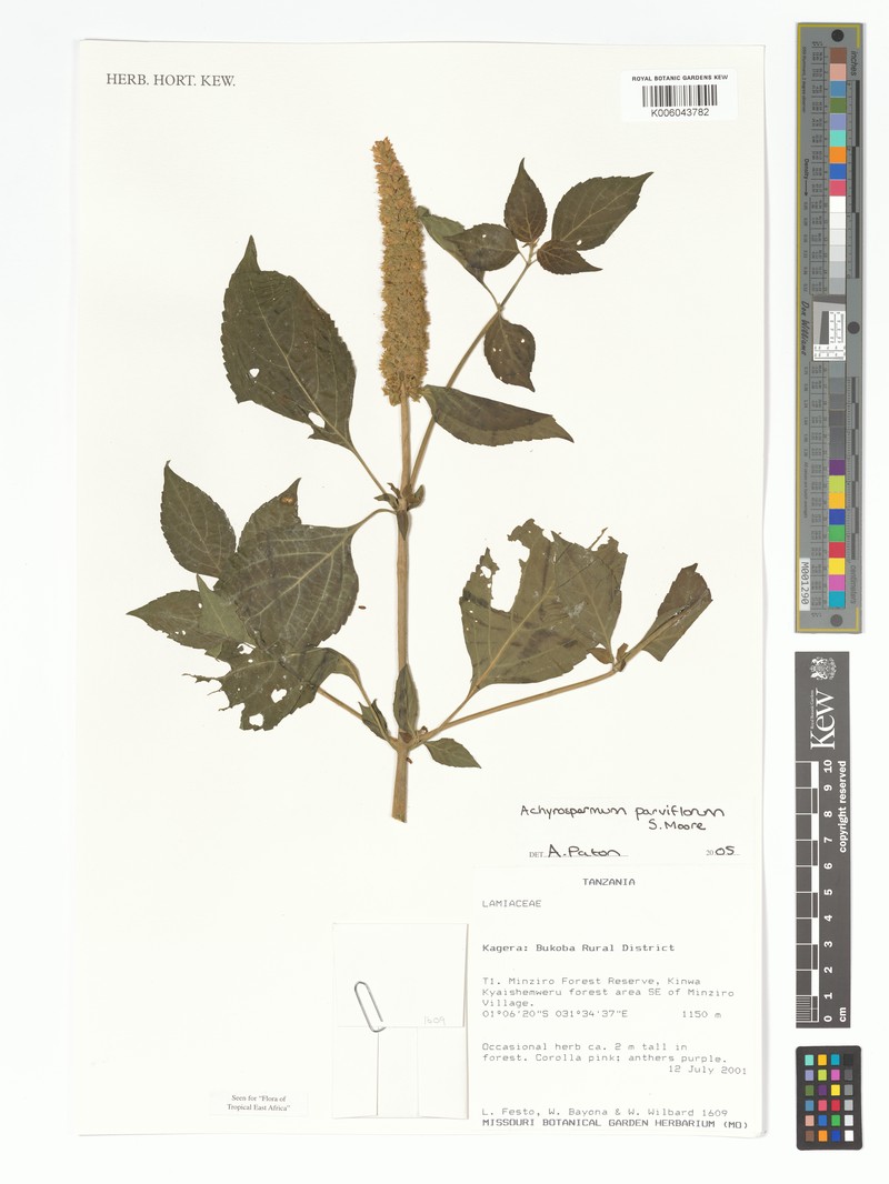 Achyrospermum parviflorum photo 7