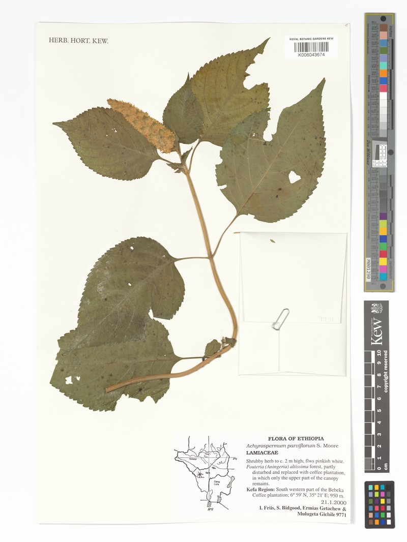 Achyrospermum parviflorum photo 8