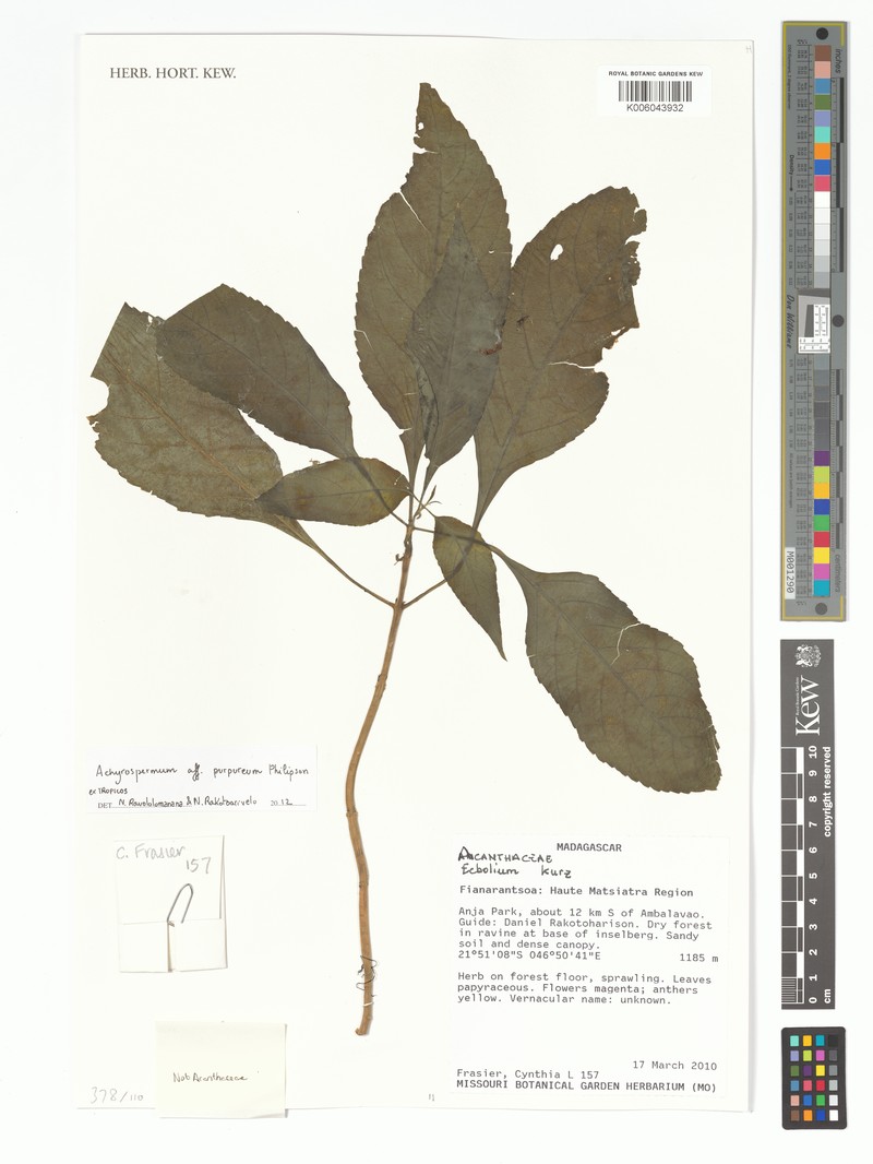 Achyrospermum purpureum