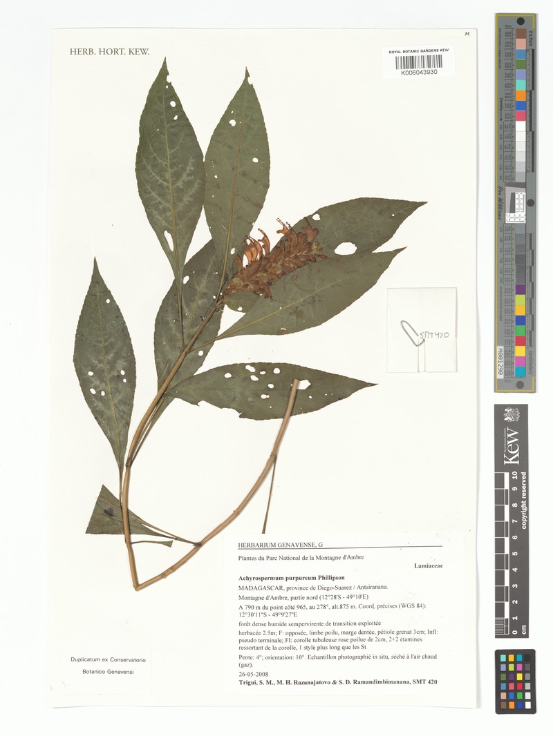 Achyrospermum purpureum photo 2