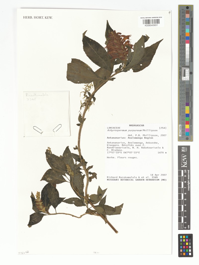 Achyrospermum purpureum photo 3