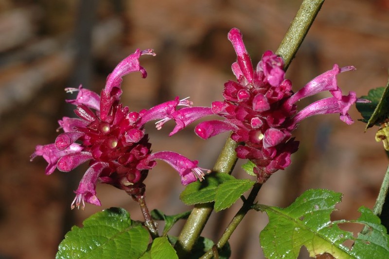 Achyrospermum purpureum photo 4