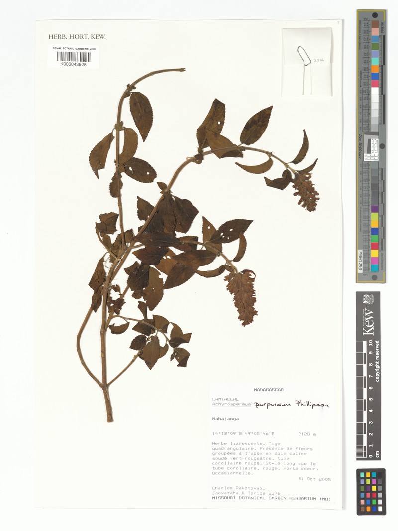 Achyrospermum purpureum photo 5