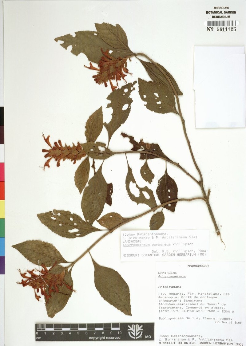 Achyrospermum purpureum photo 6