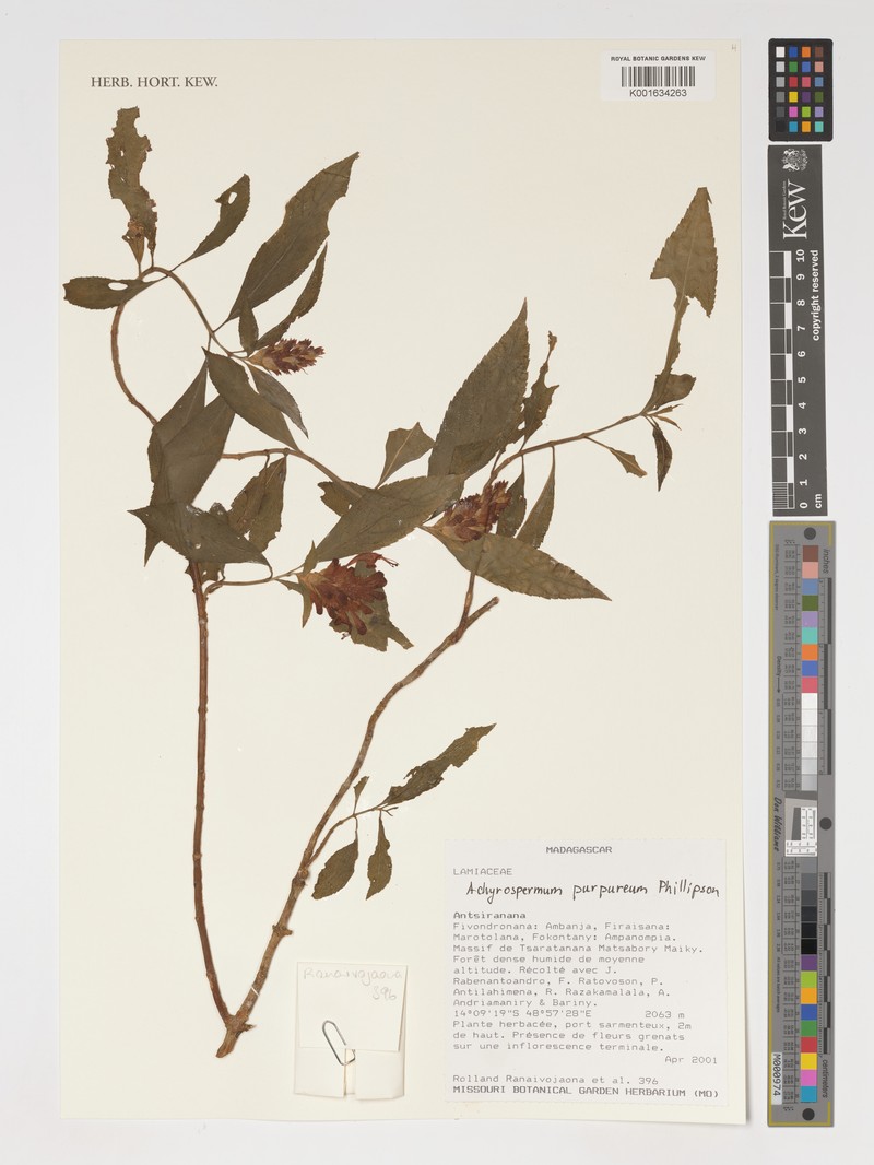 Achyrospermum purpureum photo 7