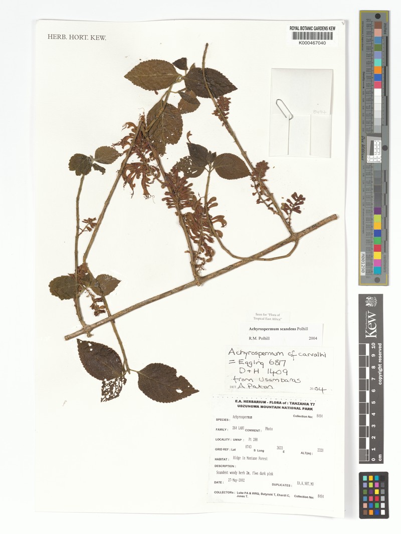 Achyrospermum scandens