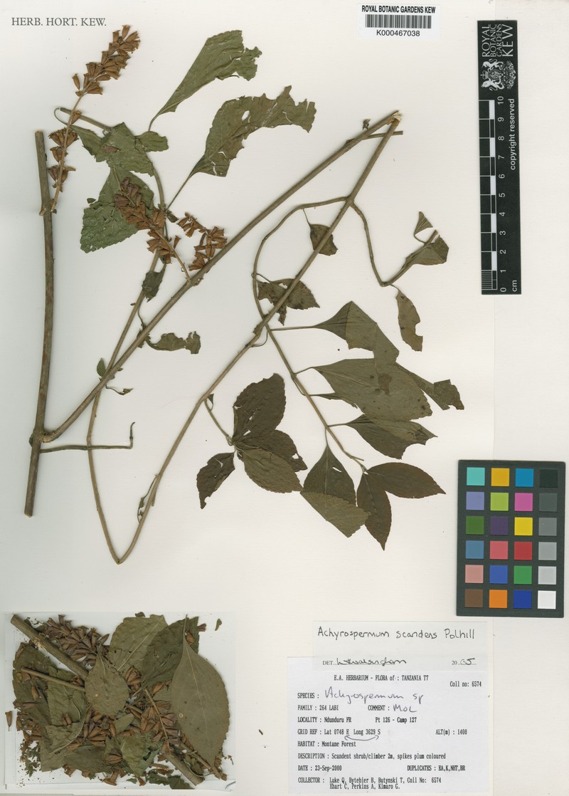 Achyrospermum scandens photo 2
