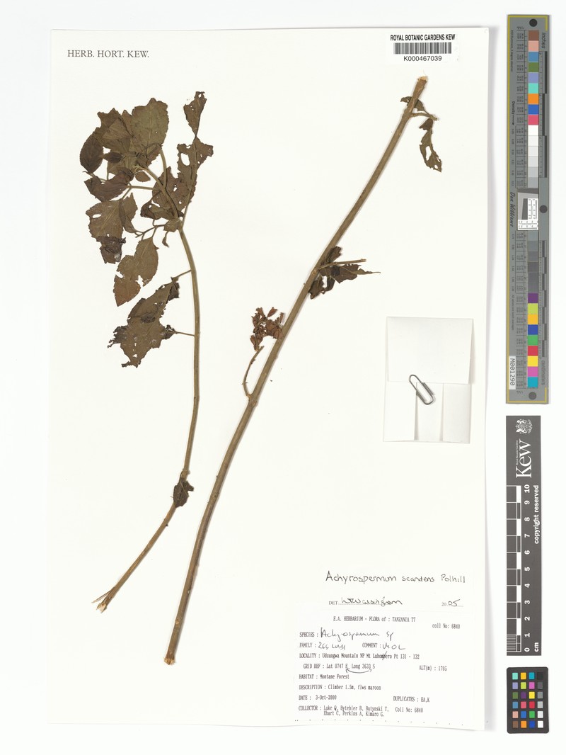 Achyrospermum scandens photo 3