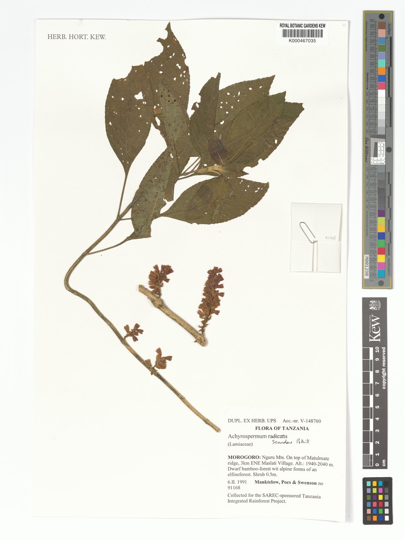 Achyrospermum scandens photo 4