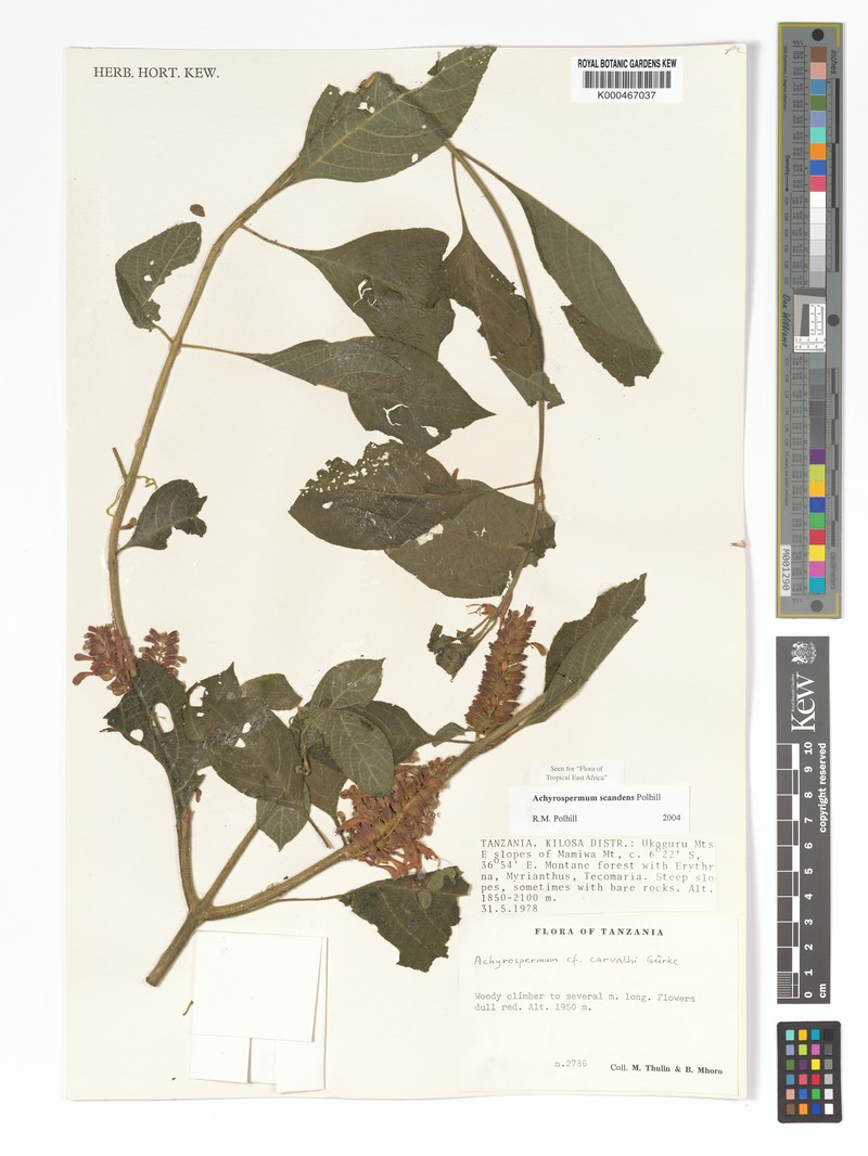 Achyrospermum scandens photo 5
