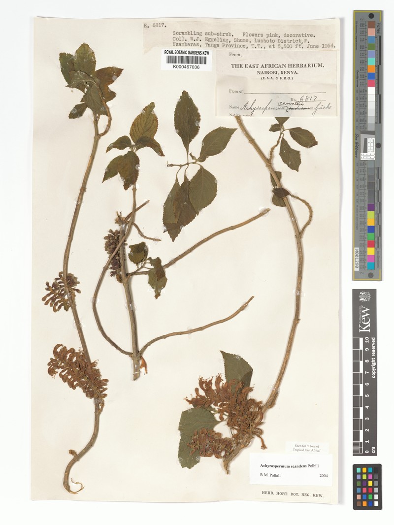 Achyrospermum scandens photo 6