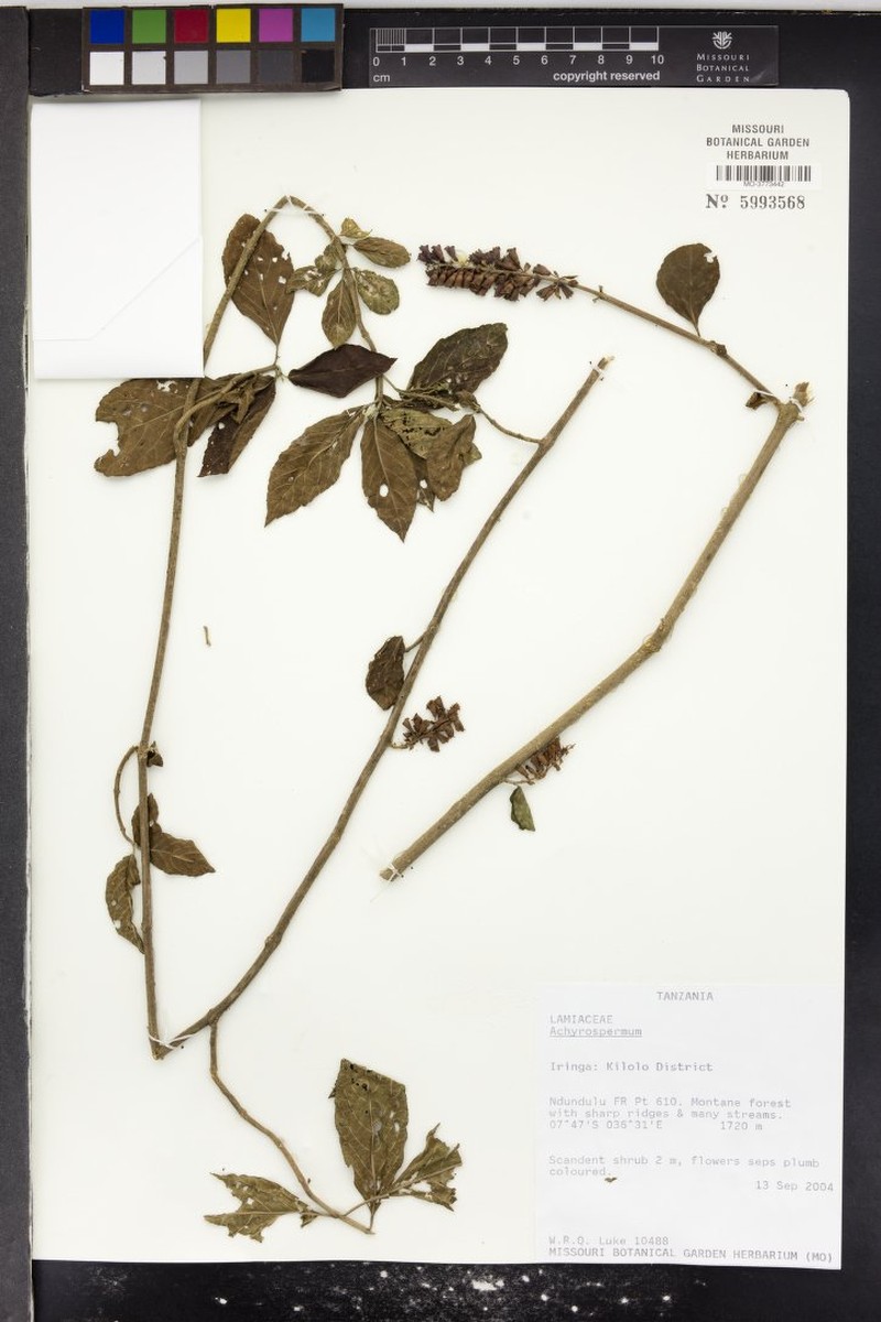 Achyrospermum scandens photo 7