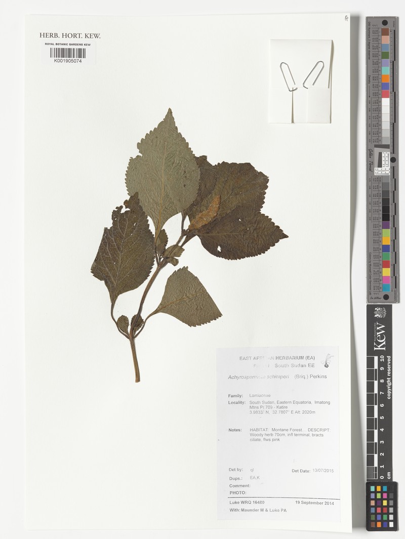 Achyrospermum schimperi