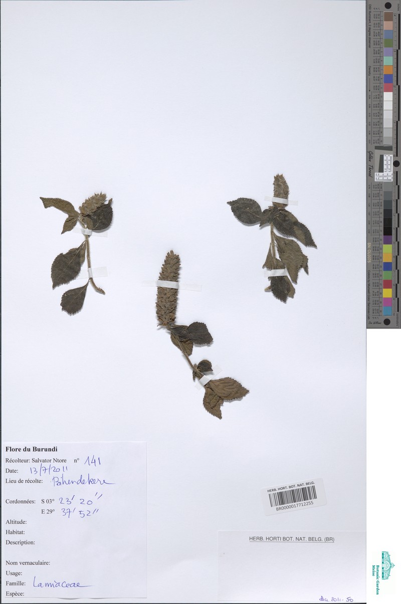Achyrospermum schimperi photo 2