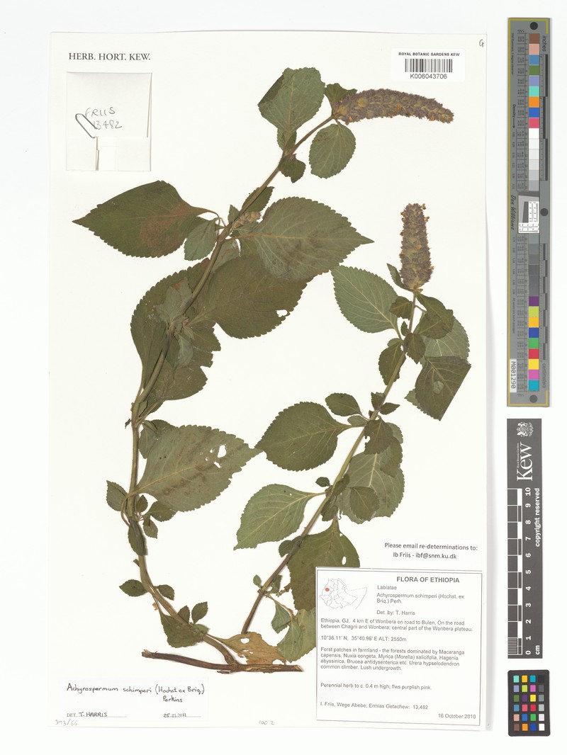 Achyrospermum schimperi photo 3