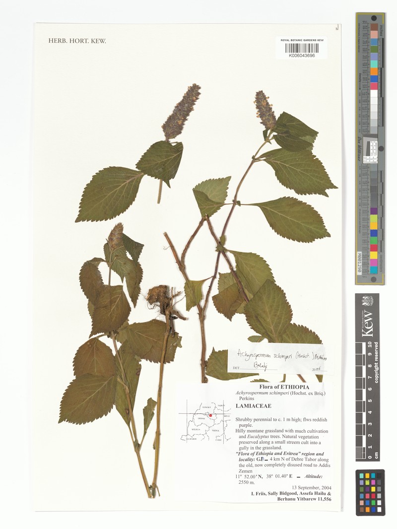 Achyrospermum schimperi photo 4