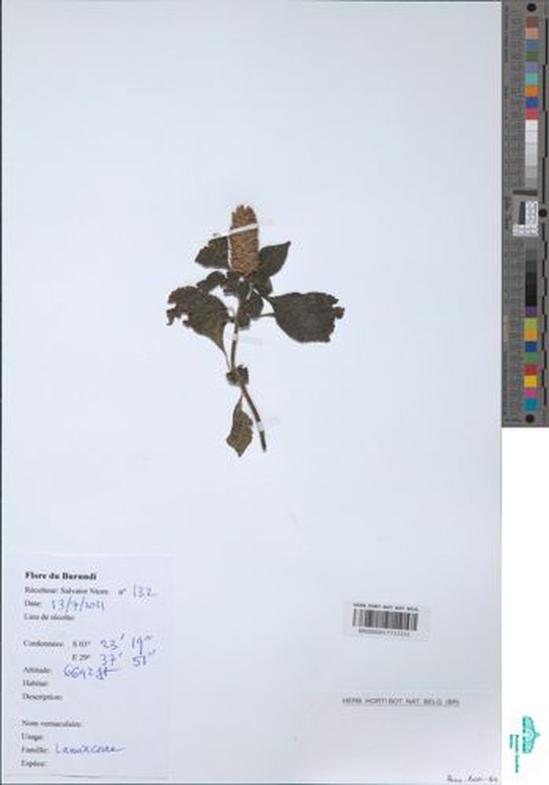 Achyrospermum schimperi photo 5
