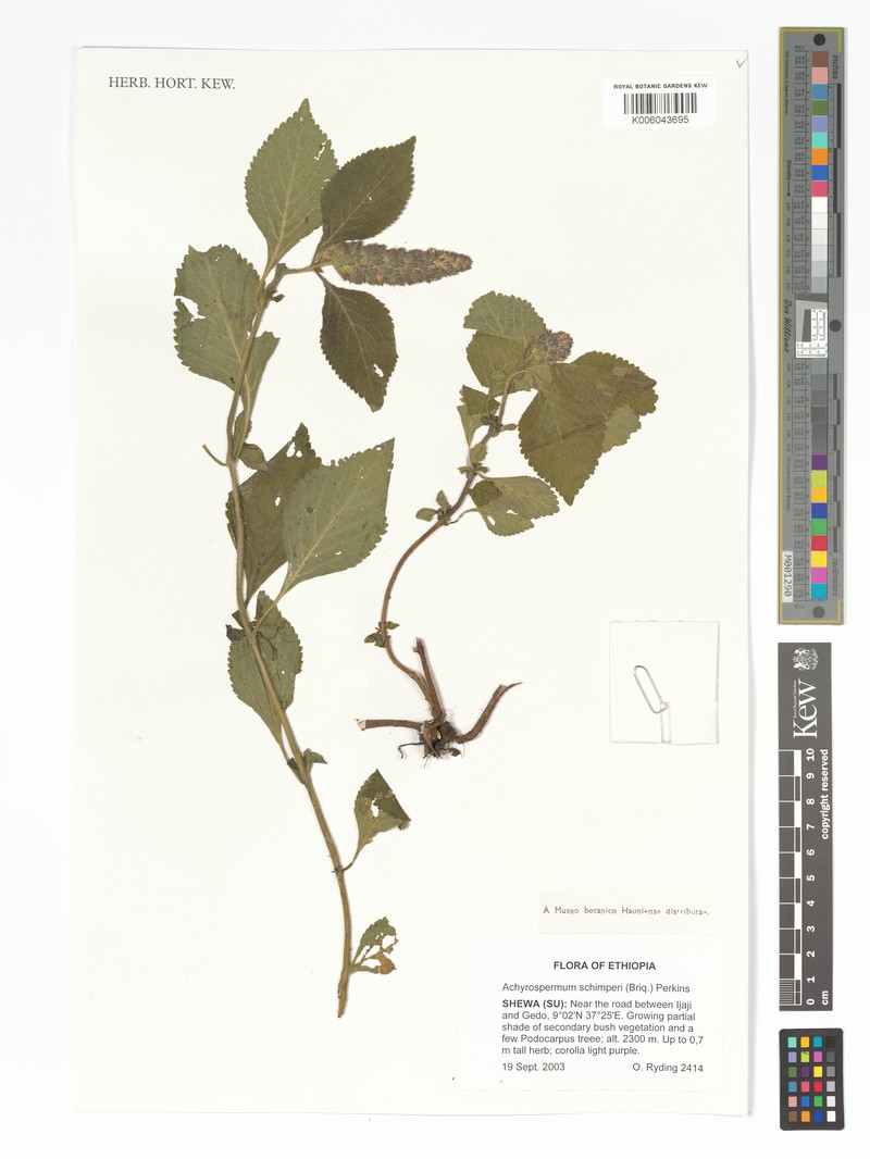 Achyrospermum schimperi photo 6