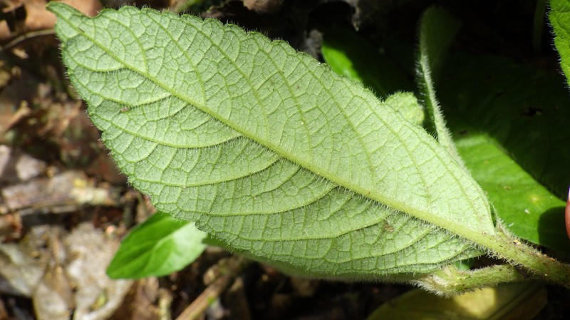 Achyrospermum tisserantii
