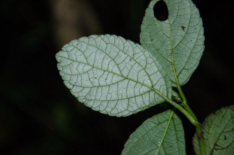 Achyrospermum tisserantii photo 2