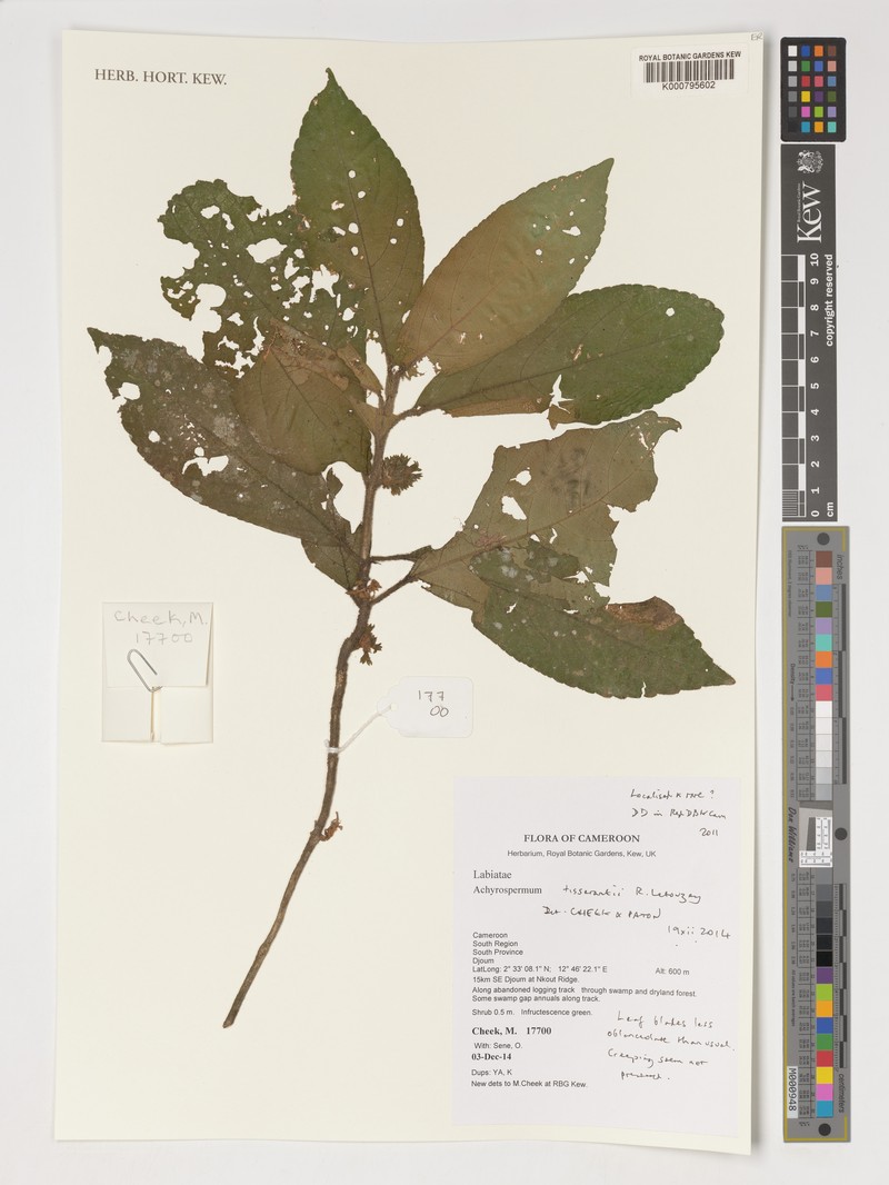 Achyrospermum tisserantii photo 3